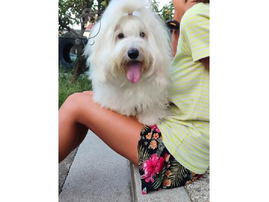 Coton de Tulear